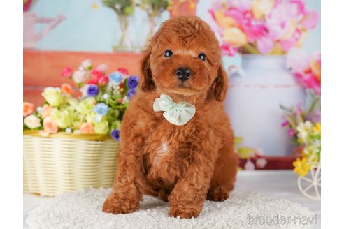 成約済の東京都のトイプードル-354774の4枚目